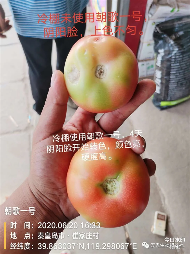 意外驚喜，《朝歌一號》不光解決西紅柿陰陽臉，還能能讓土壤踩上去軟軟的！
