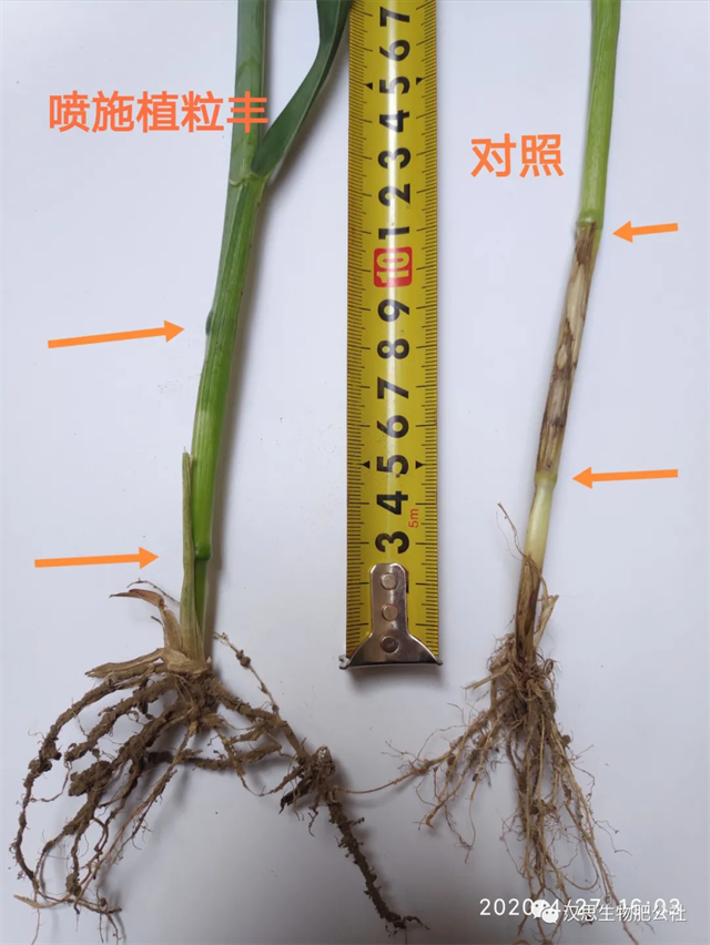 當(dāng)磷酸二氫鉀遇上氨基酸水溶肥，“黃金搭檔”增產(chǎn)很輕松產(chǎn)很輕松