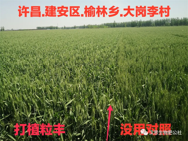 當(dāng)磷酸二氫鉀遇上氨基酸水溶肥，“黃金搭檔”增產(chǎn)很輕松產(chǎn)很輕松