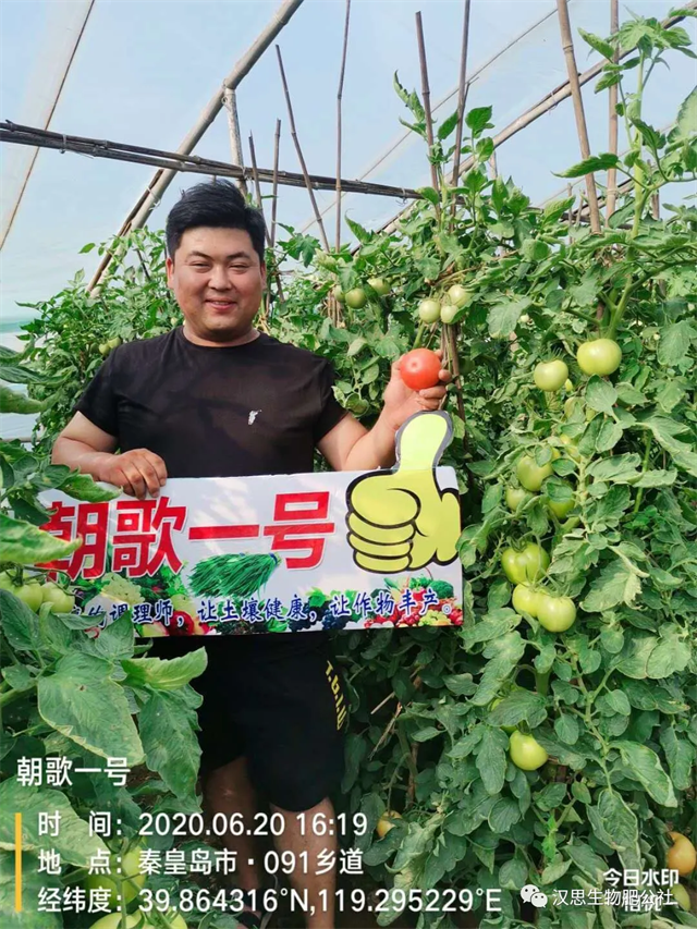 意外驚喜，《朝歌一號》不光解決西紅柿陰陽臉，還能能讓土壤踩上去軟軟的！
