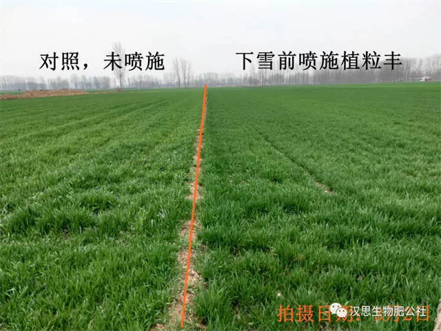 當(dāng)磷酸二氫鉀遇上氨基酸水溶肥，“黃金搭檔”增產(chǎn)很輕松產(chǎn)很輕松