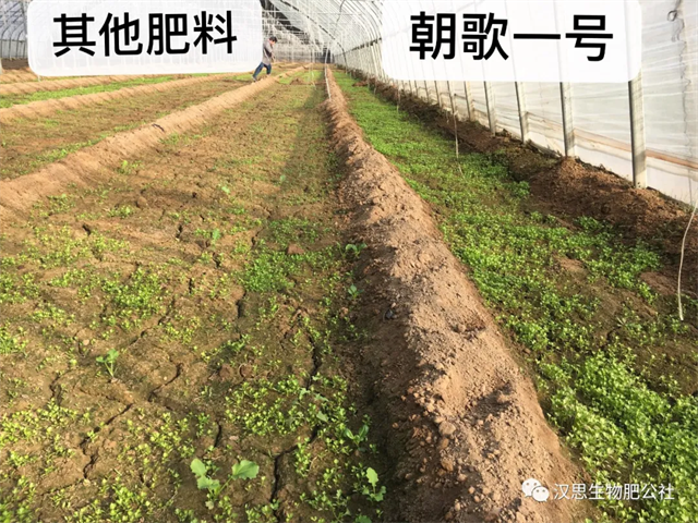 意外驚喜，《朝歌一號》不光解決西紅柿陰陽臉，還能能讓土壤踩上去軟軟的！