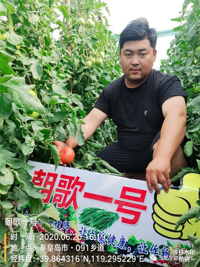 意外驚喜，《朝歌一號》不光解決西紅柿陰陽臉，還能能讓土壤踩上去軟軟的！