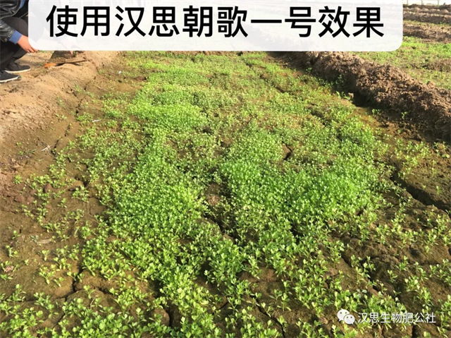 意外驚喜，《朝歌一號》不光解決西紅柿陰陽臉，還能能讓土壤踩上去軟軟的！