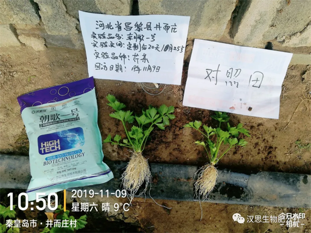 意外驚喜，《朝歌一號》不光解決西紅柿陰陽臉，還能能讓土壤踩上去軟軟的！