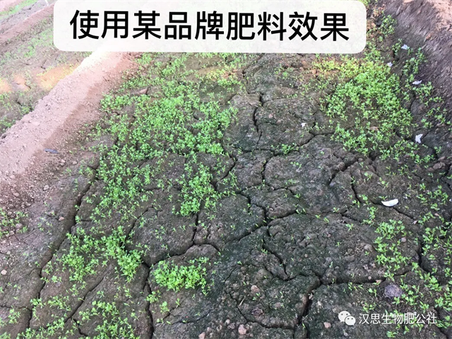意外驚喜，《朝歌一號》不光解決西紅柿陰陽臉，還能能讓土壤踩上去軟軟的！